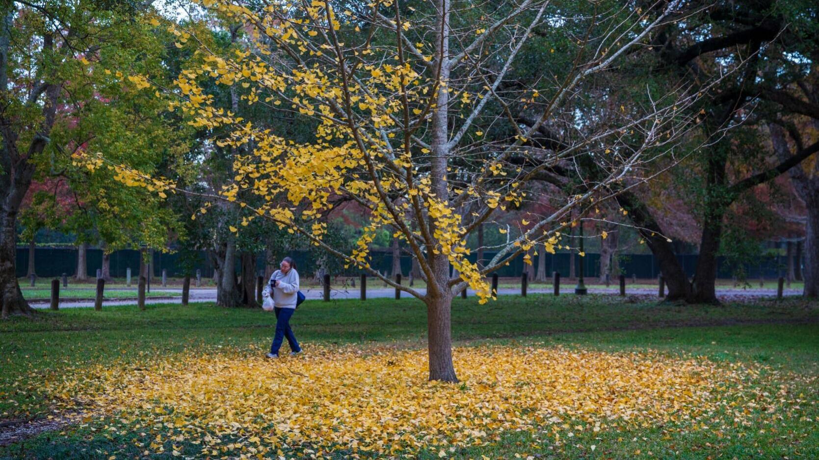 What temps can Louisiana expect for fall 2025? See what NOAA, Farmers' Almanacs say.